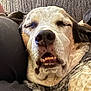 Vinnie is registered to the contest to win money with this photo: dog, sleeping, close_up, relaxed, teeth, face, resting, canine, fur, napping, indoors, couch, pet, animal, cute, expression, cozy, snout, whiskers, comfort