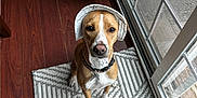 Daphne is registered to the contest to win money with this photo: animal, bonnet, brown_dog, canine, collar, curtains, dog, domestic, floor, glass_door, home, indoor, leash, looking_up, pet, quiet, rug, waiting, white_markings, wood_floor