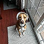 Daphne is registered to the contest to win money with this photo: dog, pet, indoor, brown_dog, white_markings, bonnet, rug, floor, wood_floor, curtains, glass_door, leash, collar, animal, canine, waiting, looking_up, domestic, quiet, home