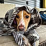 Daphne joined the competition — help win amazing prizes! dog, blanket, couch, indoor, cozy, pet, canine, fur, paw, snuggled, resting, brown, white, patterned_blanket, closeup, animal, cute, relaxed, portrait, soft_fabric