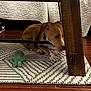 dog, toy, plush_toy, green_toy, wooden_table, rug, patterned_rug, floor, wood_floor, bedspread, quilted_bedspread, indoor, pet, animal, brown_dog, lying_down, shy, peeking, furniture, cozy