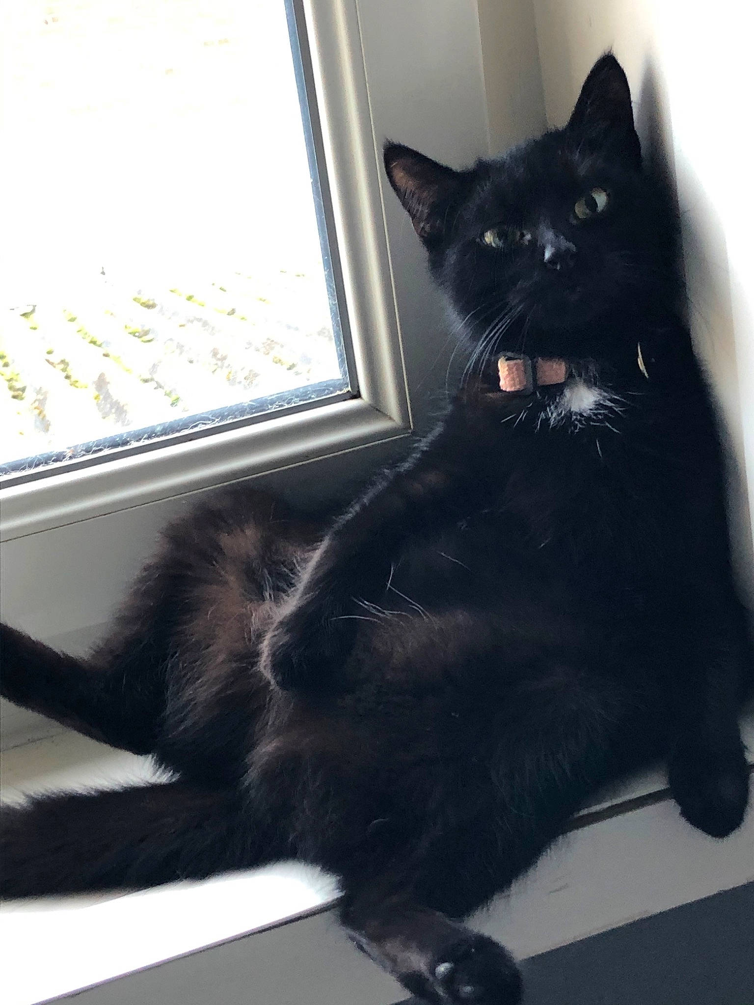 Lexa participe au concours pour gagner de l'argent avec cette photo : asian, black, black_cat, bombay, carnivore, cat, claw, domestic_short_haired_cat, felidae, fur, mammal, paw, polydactyl_cat, small_to_medium_sized_cats, snout, tail, vertebrate, whiskers, window