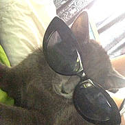 Pucca participe au concours pour gagner de l'argent avec cette photo : cat, felidae, russian_blue, shoe, small_to_medium_sized_cats