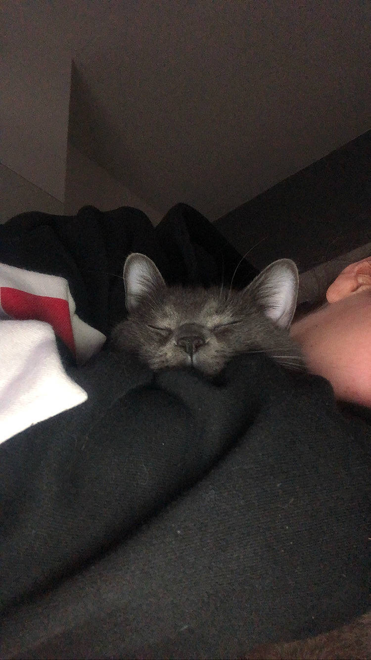 Pucca a rejoint le concours — aidez-le/la à gagner de superbes lots ! carnivore, cat, domestic_short_haired_cat, felidae, hand, kitten, paw, polydactyl_cat, russian_blue, small_to_medium_sized_cats, tail, whiskers