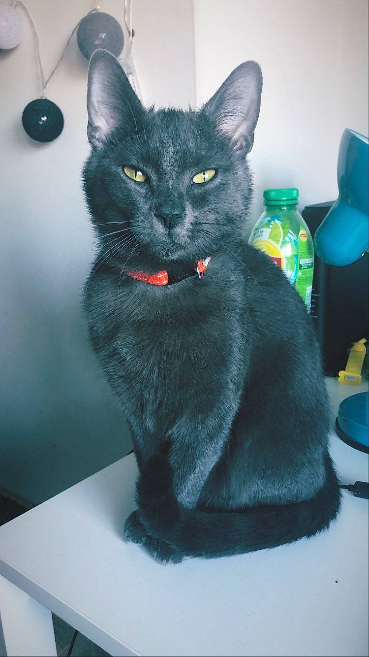 Pucca participe au concours pour gagner de l'argent avec cette photo : asian, black_cat, bombay, carnivore, cat, chartreux, domestic_short_haired_cat, felidae, german_rex, korat, mammal, nebelung, russian_blue, small_to_medium_sized_cats, tail, vertebrate, whiskers