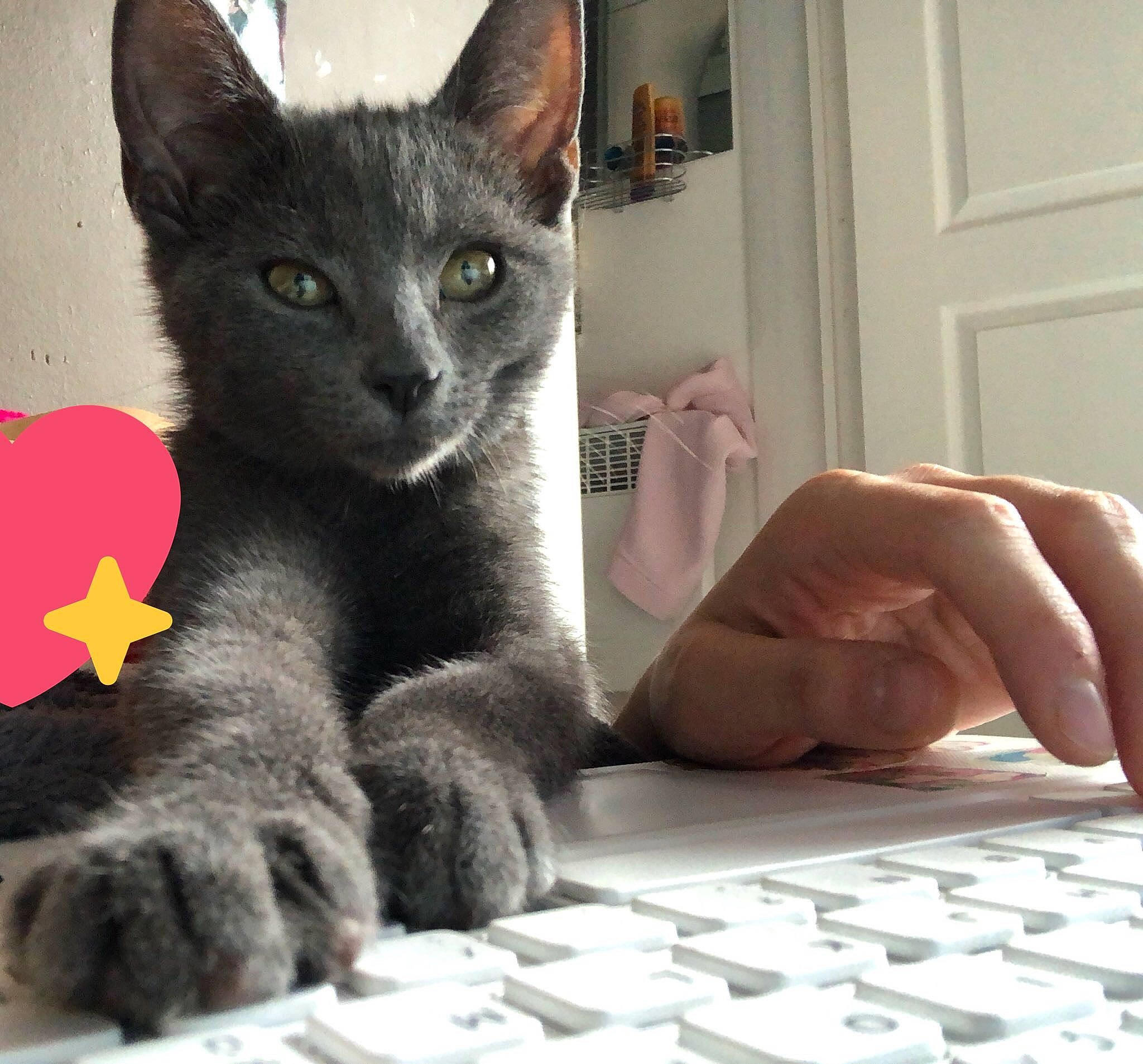 Pucca participe au concours pour gagner de l'argent avec cette photo : asian, black_cat, burmese, carnivore, cat, chartreux, claw, domestic_short_haired_cat, felidae, german_rex, havana_brown, kitten, korat, mammal, nebelung, polydactyl_cat, russian_blue, small_to_medium_sized_cats, vertebrate, whiskers