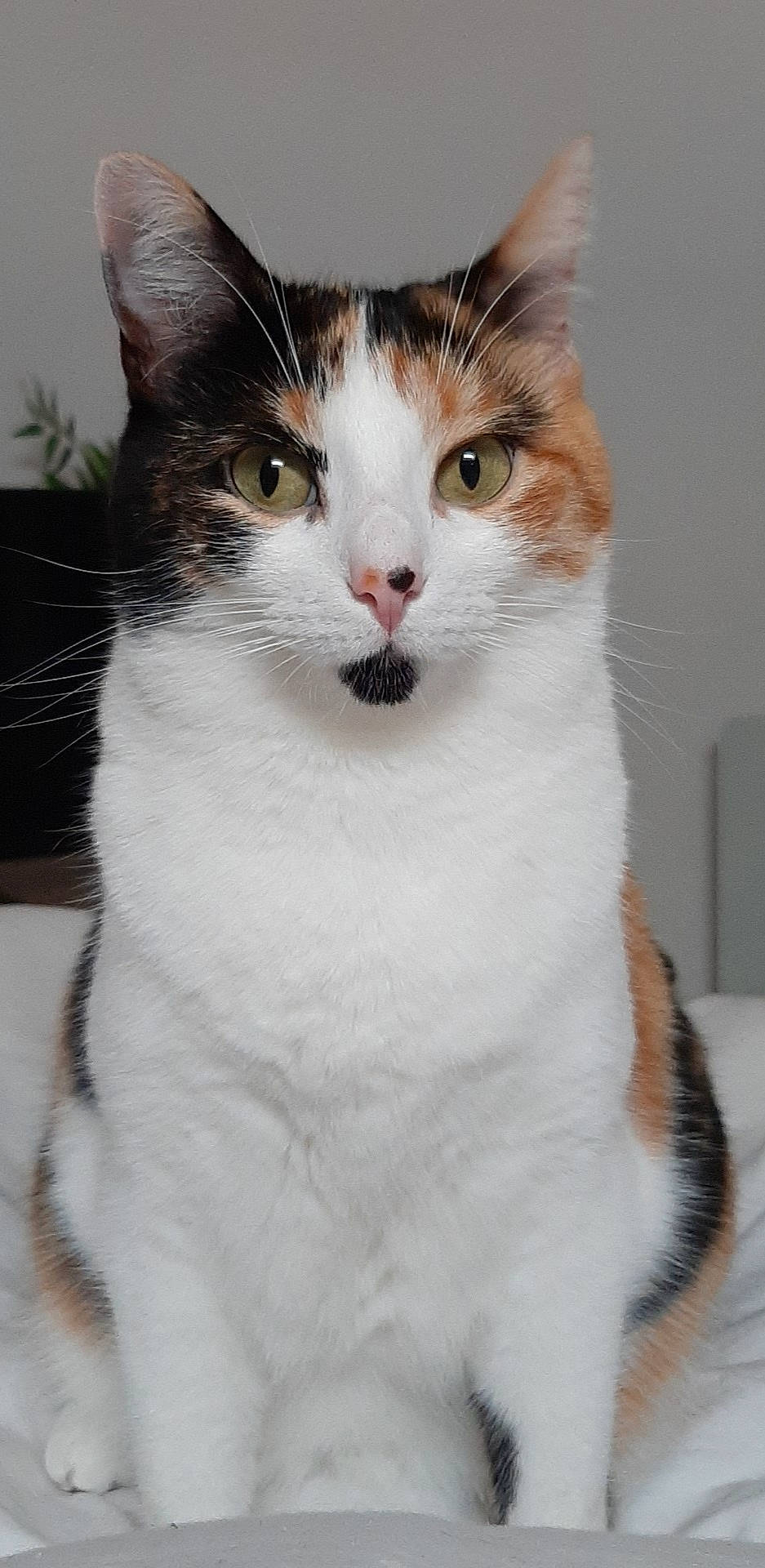 Neïla participe au concours pour gagner de l'argent avec cette photo : aegean_cat, american_wirehair, carnivore, cat, domestic_short_haired_cat, european_shorthair, felidae, fur, japanese_bobtail, mammal, norwegian_forest_cat, small_to_medium_sized_cats, turkish_van, vertebrate, whiskers