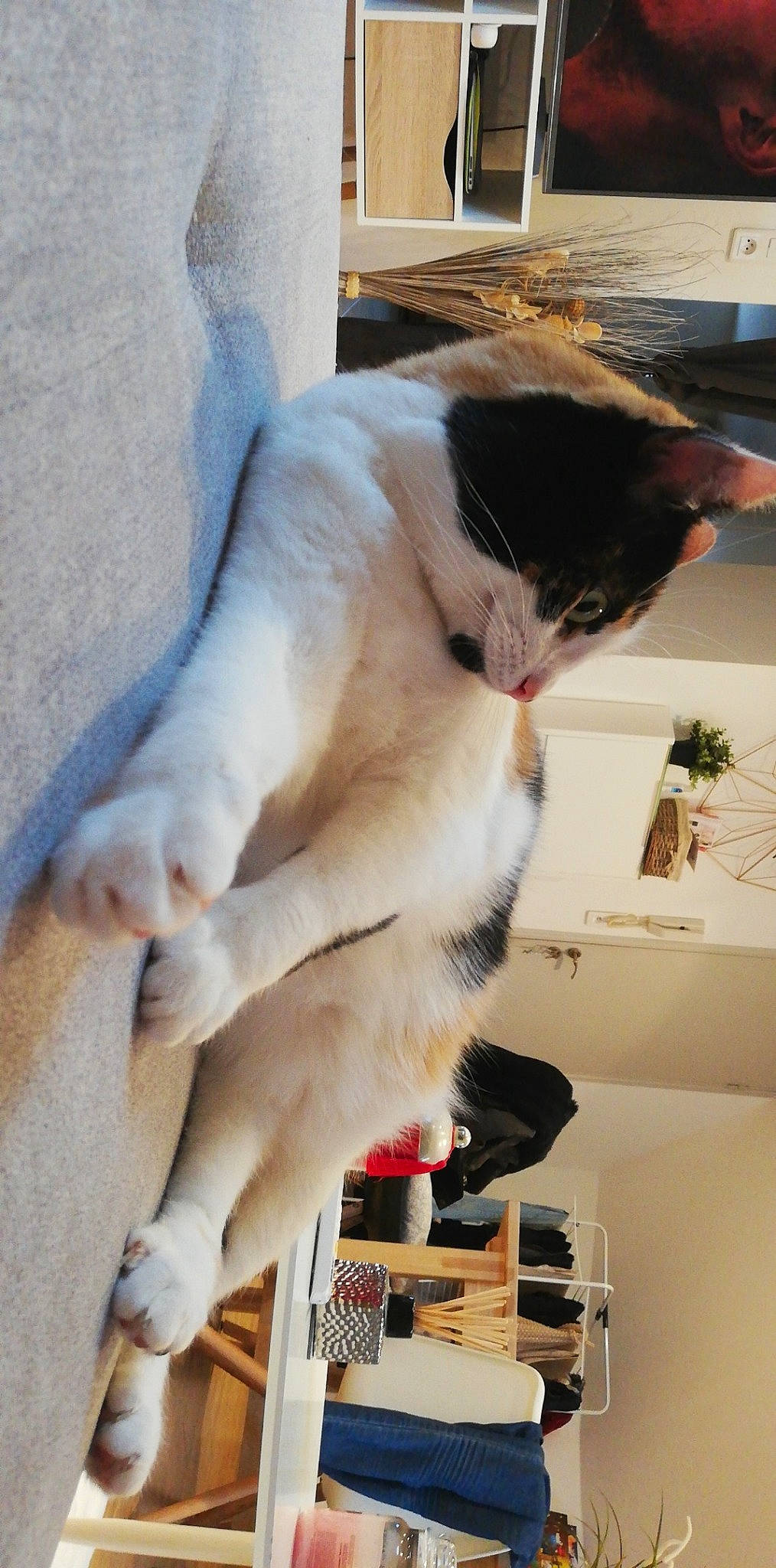 Neïla a rejoint le concours — aidez-le/la à gagner de superbes lots ! aegean_cat, carnivore, cat, felidae, paw, small_to_medium_sized_cats, tail, whiskers