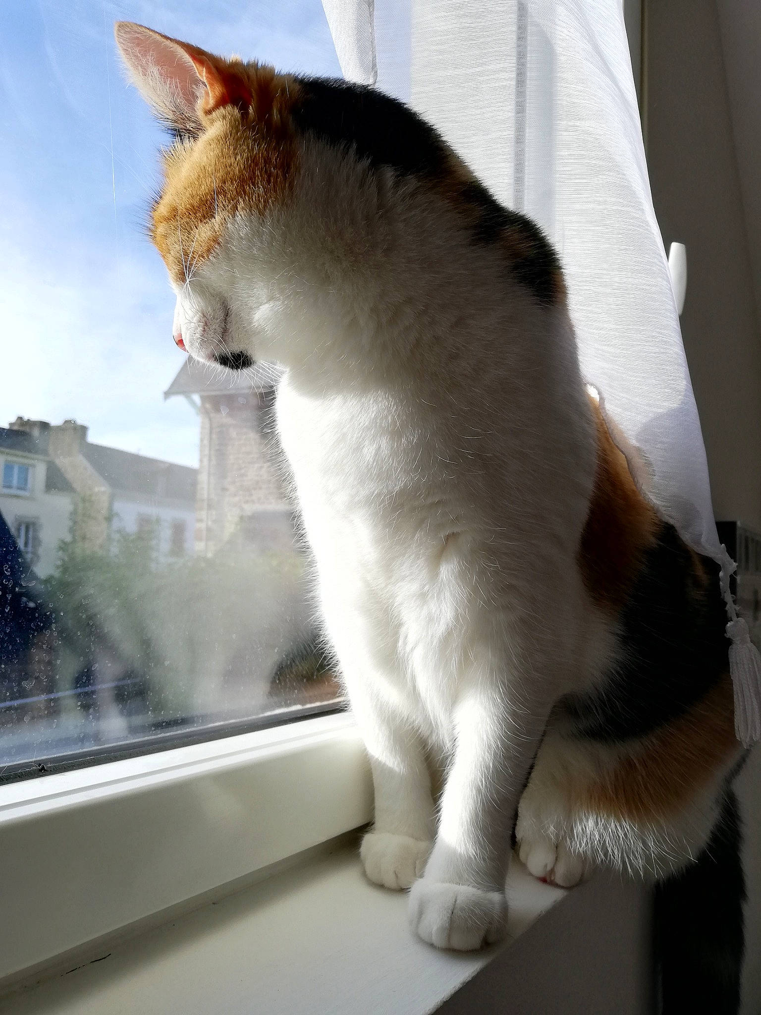 Neïla a rejoint le concours — aidez-le/la à gagner de superbes lots ! aegean_cat, american_wirehair, carnivore, cat, domestic_short_haired_cat, fawn, felidae, japanese_bobtail, polydactyl_cat, small_to_medium_sized_cats, tail, whiskers, window