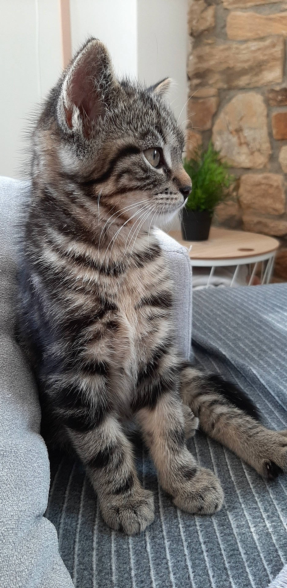 Pitchu a rejoint le concours — aidez-le/la à gagner de superbes lots ! carnivore, cat, claw, domestic_short_haired_cat, felidae, flowerpot, fur, grey, houseplant, natural_material, outdoor_furniture, outdoor_table, paw, small_to_medium_sized_cats, snout, tail, terrestrial_animal, toe, vertebrate, whiskers