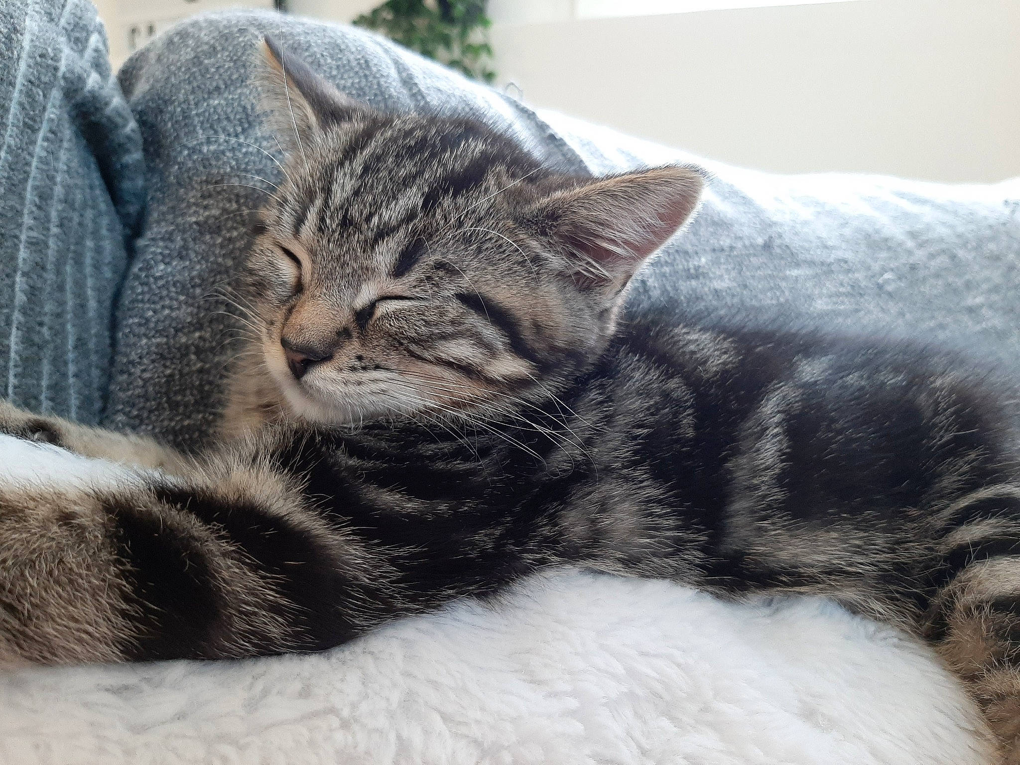 Pitchu participe au concours pour gagner de l'argent avec cette photo : carnivore, cat, comfort, domestic_short_haired_cat, felidae, fur, grey, nap, small_to_medium_sized_cats, snout, tabby_cat, vertebrate, whiskers