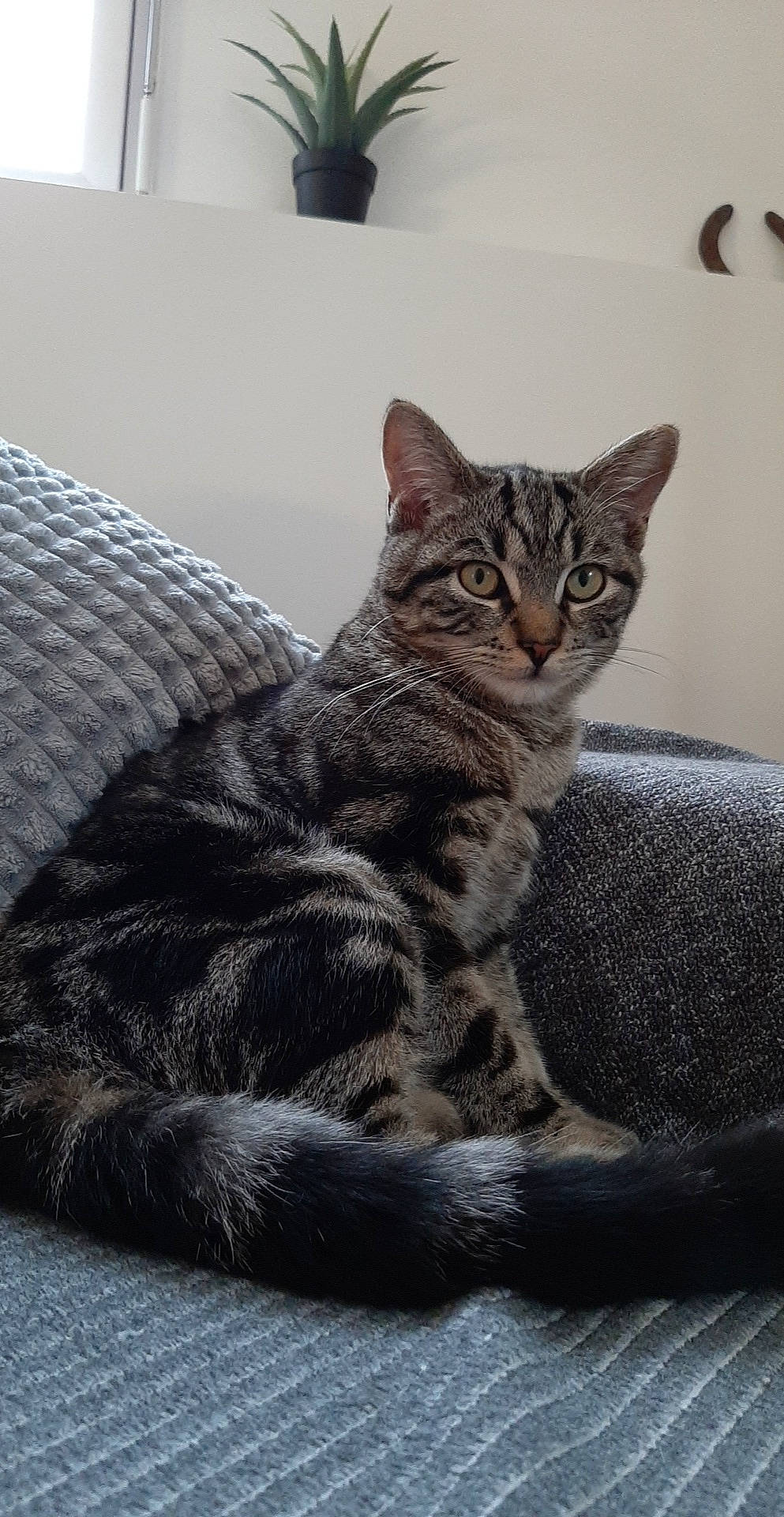 Pitchu a rejoint le concours — aidez-le/la à gagner de superbes lots ! carnivore, cat, comfort, domestic_short_haired_cat, felidae, fur, grey, small_to_medium_sized_cats, snout, tail, toe, vertebrate, whiskers