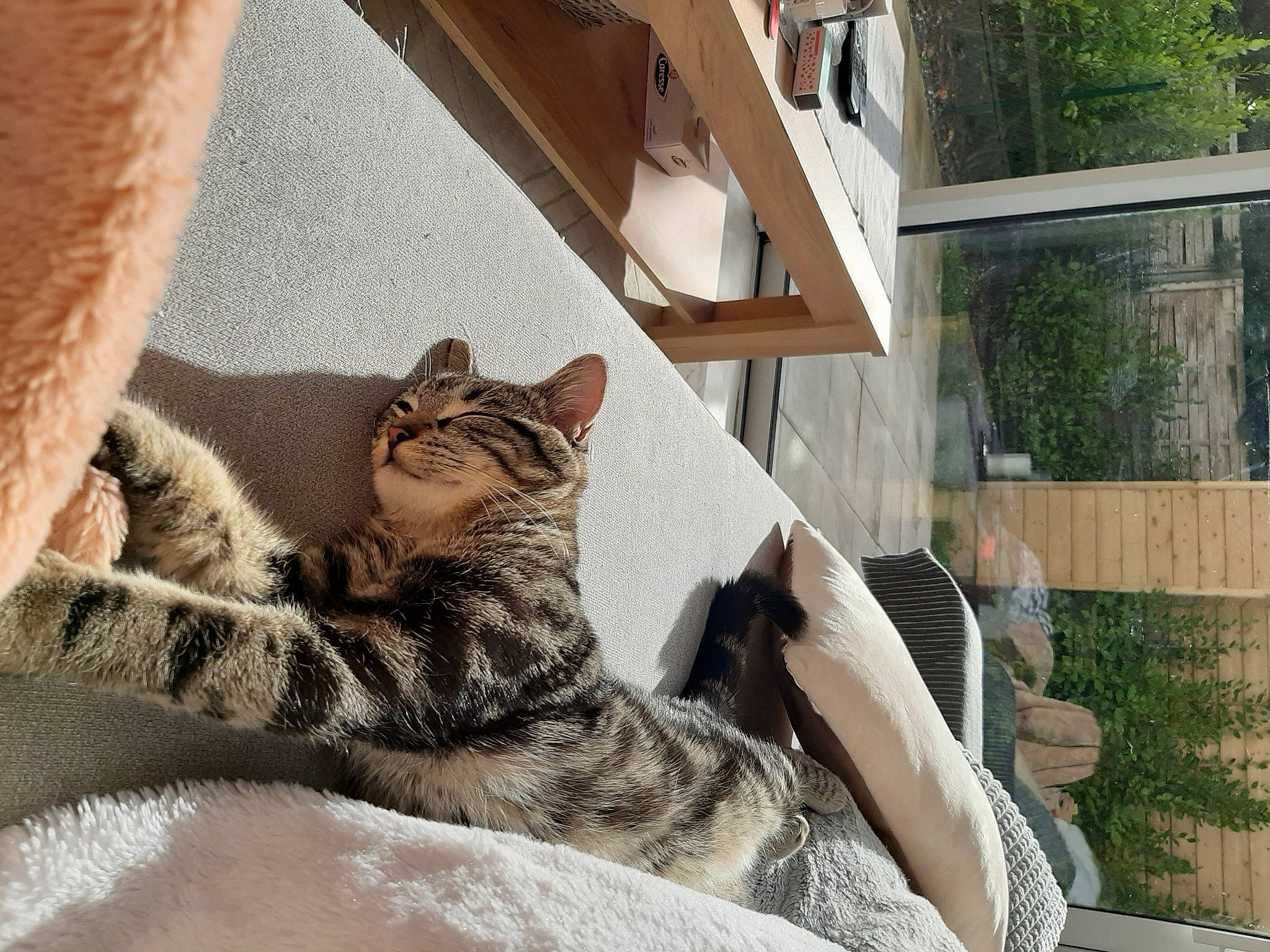 Pitchu a rejoint le concours — aidez-le/la à gagner de superbes lots ! carnivore, cat, comfort, domestic_short_haired_cat, european_shorthair, fawn, felidae, fur, grey, small_to_medium_sized_cats, snout, tabby_cat, tail, vertebrate, whiskers