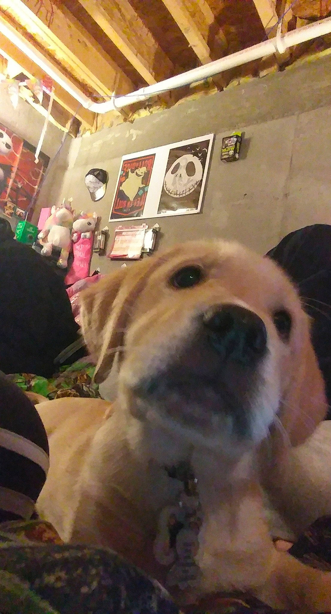 Ms.daisy is registered to the contest to win money with this photo: canidae, carnivore, companion_dog, dog, dog_breed, fawn, fur, iris, labrador_retriever, pet_supply, picture_frame, puppy, retriever, skin, snout, sporting_group, vertebrate, whiskers, working_animal, working_dog