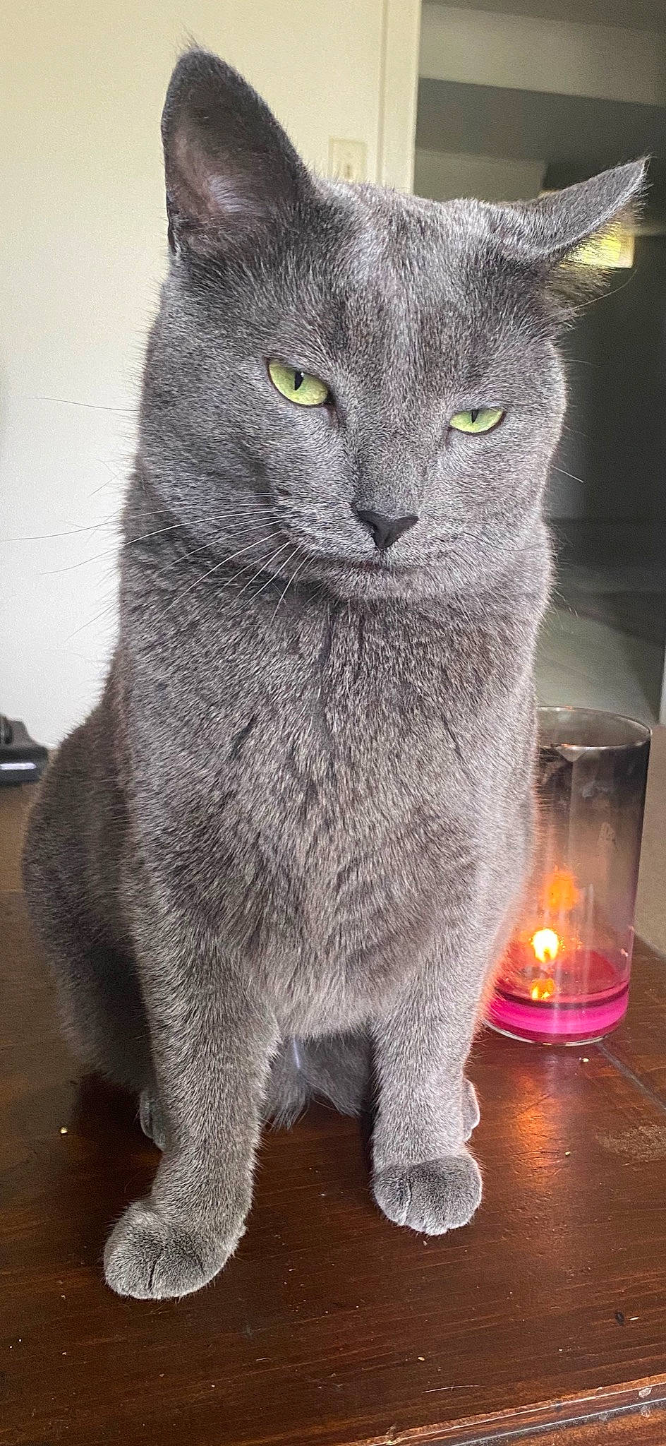 Ashe joined the competition — help win amazing prizes! british_shorthair, burmese, carnivore, cat, chartreux, domestic_short_haired_cat, felidae, korat, mammal, nebelung, russian_blue, small_to_medium_sized_cats, snout, vertebrate, whiskers