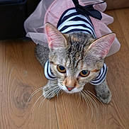 Fatmama joined the competition — help win amazing prizes! cat, tabby, pet, animal, zebra_pattern, costume, tutu, pink, bow, striped_clothing, whiskers, ears, eyes, wooden_floor, indoor, portrait, close_up, funny, dressed_pet, photography