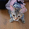 cat, tabby, pet, animal, zebra_pattern, costume, tutu, pink, bow, striped_clothing, whiskers, ears, eyes, wooden_floor, indoor, portrait, close_up, funny, dressed_pet, photography