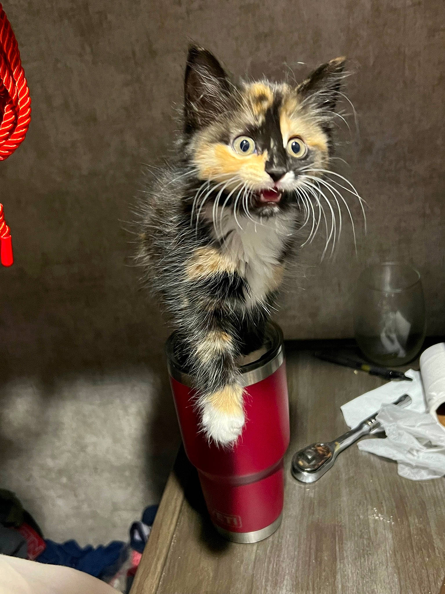 Clarice is registered to the contest to win money with this photo: box, carmine, carnivore, cat, cat_supply, cat_toy, claw, domestic_short_haired_cat, event, felidae, flooring, fur, holiday, lap, maine_coon, paw, small_to_medium_sized_cats, snout, tail, whiskers