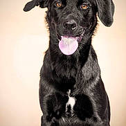 Volnay a rejoint le concours — aidez-le/la à gagner de superbes lots ! dog, black_dog, pet, animal, portrait, tongue, fur, sitting, cute, studio_photo, indoor, canine, friendly, mammal, looking_at_camera, ears, nose, happy, domestic_animal, companion