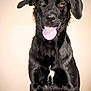 dog, black_dog, pet, animal, portrait, tongue, fur, sitting, cute, studio_photo, indoor, canine, friendly, mammal, looking_at_camera, ears, nose, happy, domestic_animal, companion