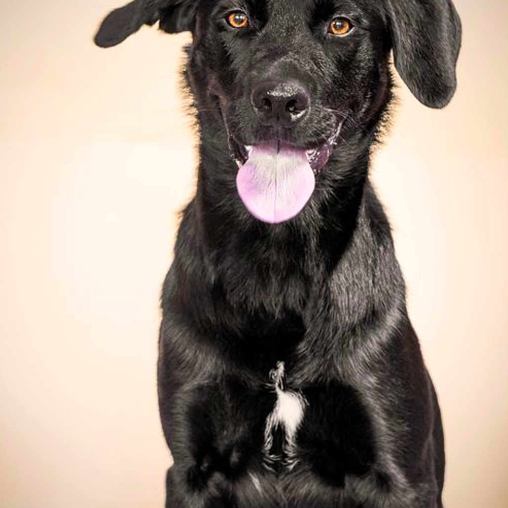 Volnay a rejoint le concours — aidez-le/la à gagner de superbes lots ! animal, black_dog, canine, companion, cute, dog, domestic_animal, ears, friendly, fur, happy, indoor, looking_at_camera, mammal, nose, pet, portrait, sitting, studio_photo, tongue