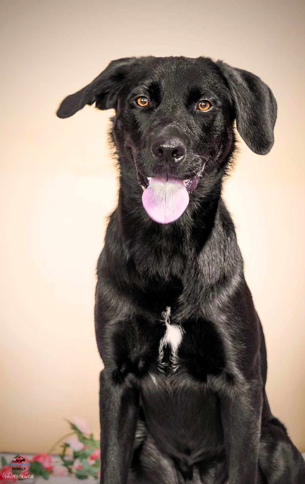Volnay a rejoint le concours — aidez-le/la à gagner de superbes lots ! dog, black_dog, pet, animal, portrait, tongue, fur, sitting, cute, studio_photo, indoor, canine, friendly, mammal, looking_at_camera, ears, nose, happy, domestic_animal, companion