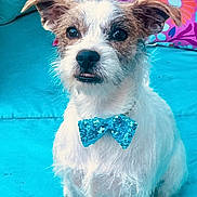 Dash is registered to the contest to win money with this photo: dog, bow_tie, pet, cute, scruffy, sitting, couch, turquoise, blue, floral_pillow, indoor, portrait, animal, fur, ears, nose, whiskers, decor, colorful, expression