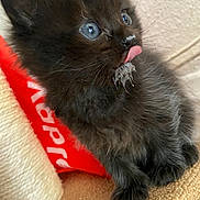 Sombra joined the competition — help win amazing prizes! adorable, animal, black_cat, blue_eyes, close_up, curious, cute, furry, indoor, kitten, licking, milk, paws, pet, red_object, soft, texture, tiny, whiskers, young