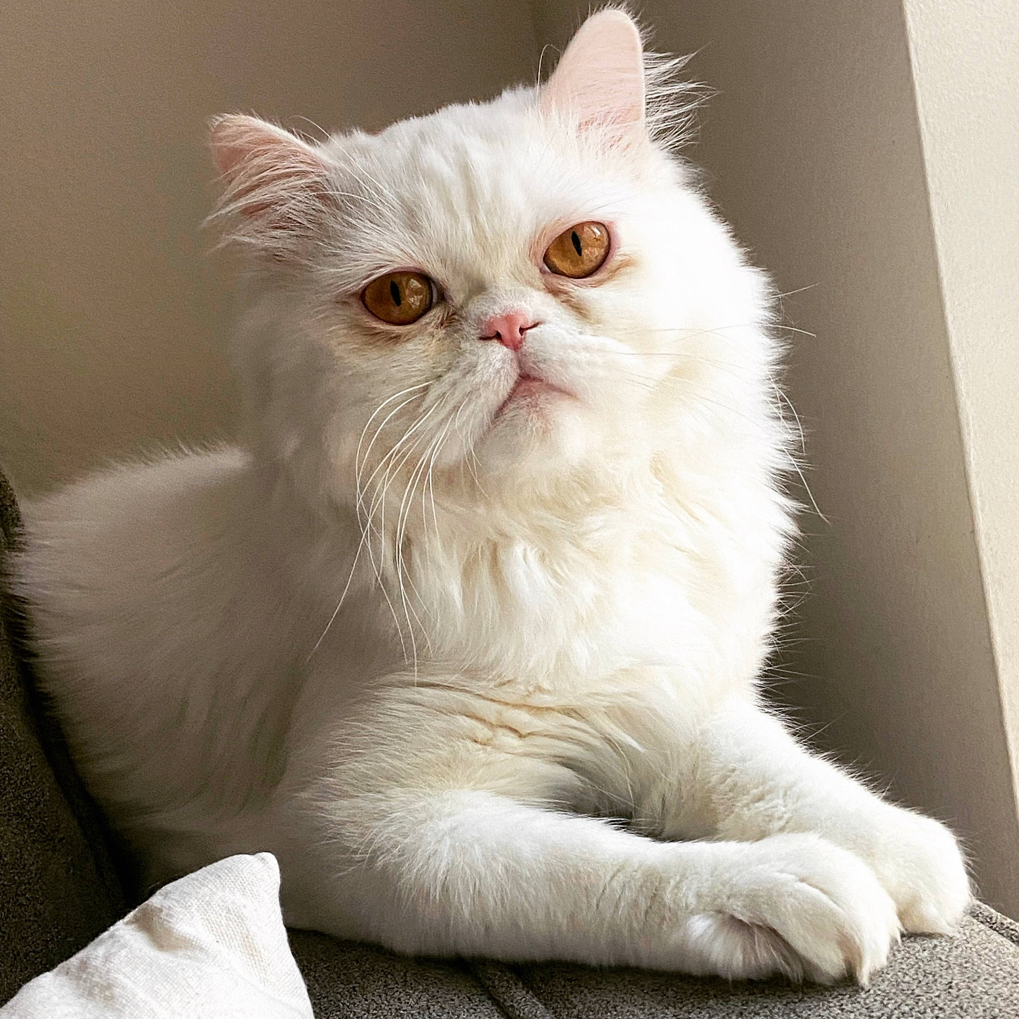 Louie joined the competition — help win amazing prizes! carnivore, cat, claw, comfort, fawn, felidae, fur, paw, persian, small_to_medium_sized_cats, snout, tail, terrestrial_animal, whiskers