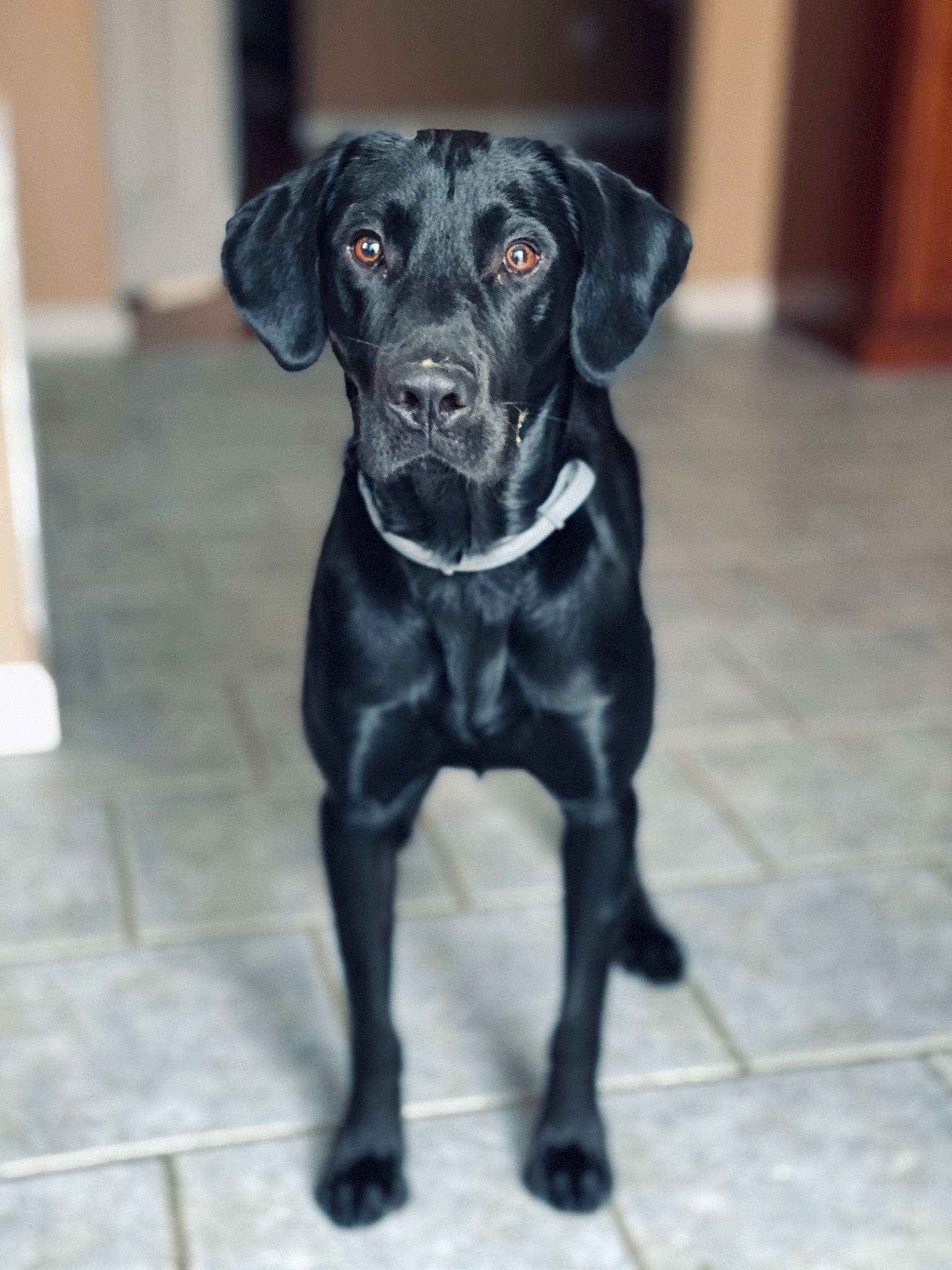 Jaxon is registered to the contest to win money with this photo: black, canidae, carnivore, companion_dog, dog, dog_breed, floor, flooring, fur, grey, gun_dog, liver, pet_supply, snout, sporting_group, tail, terrestrial_animal, tile, whiskers, working_animal
