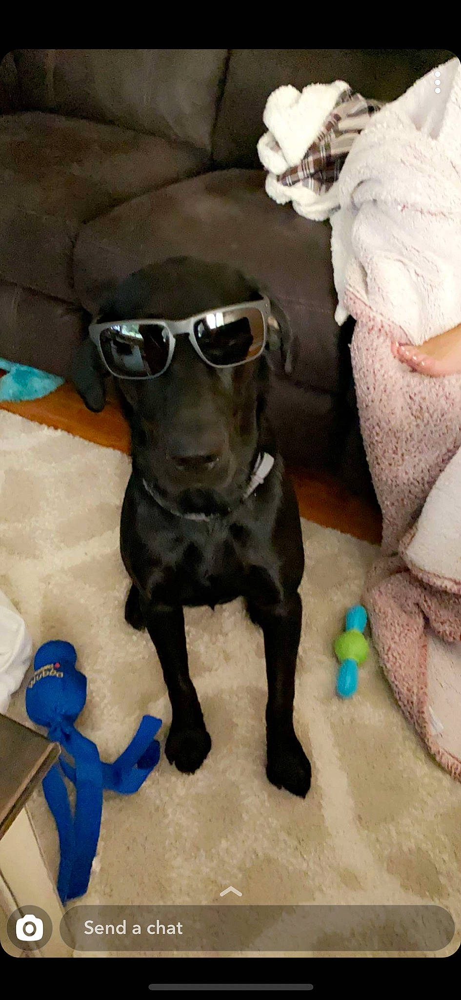 Jaxon joined the competition — help win amazing prizes! aqua, black, brown, canidae, carnivore, companion_dog, dog, dog_breed, eyewear, goggles, liver, snout, sporting_group, sunglasses, teal, tile, turquoise, vertebrate, vision_care, working_animal