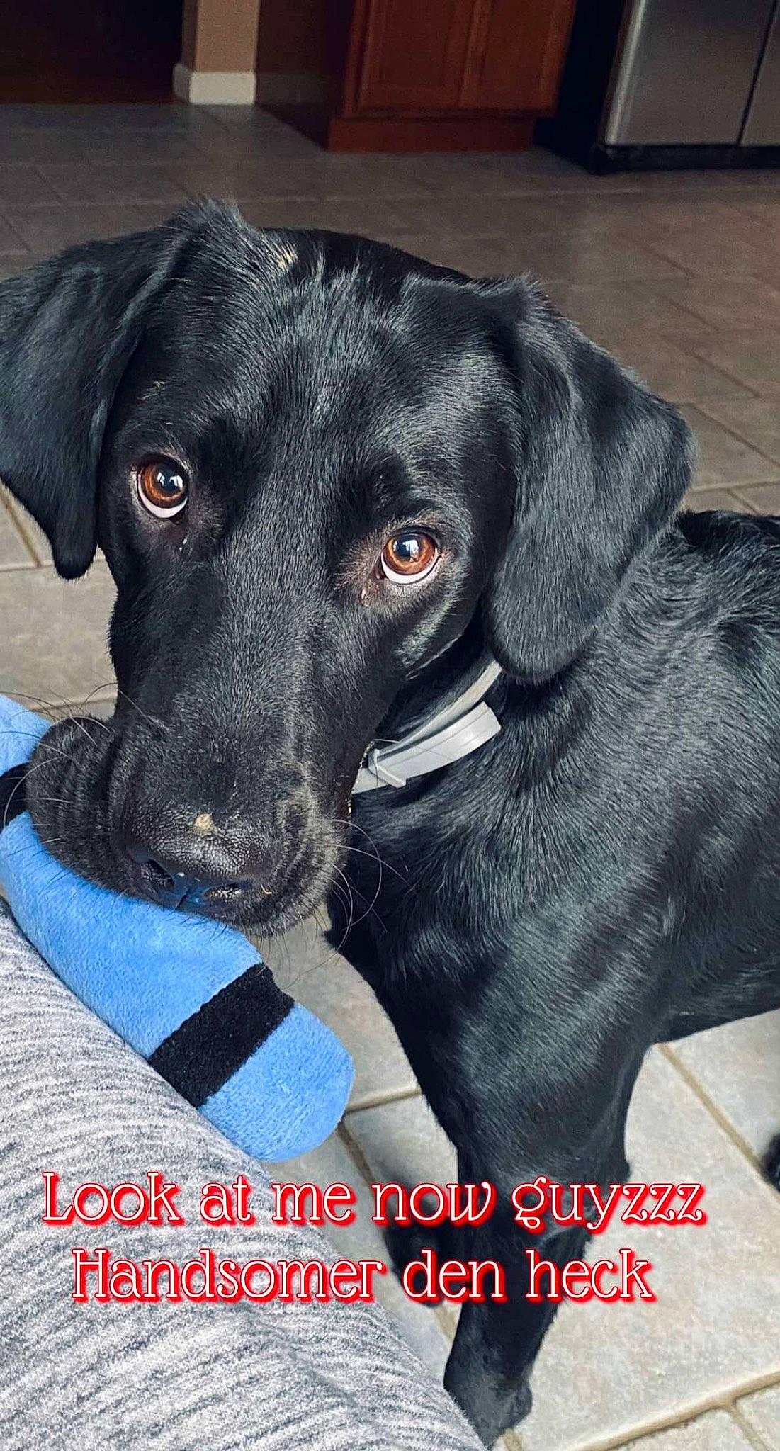 Jaxon joined the competition — help win amazing prizes! black, canidae, carnivore, collar, companion_dog, dog, dog_breed, dog_collar, dog_supply, fur, gun_dog, labrador_retriever, pet_supply, photo_caption, retriever, snout, sporting_group, working_animal, working_dog