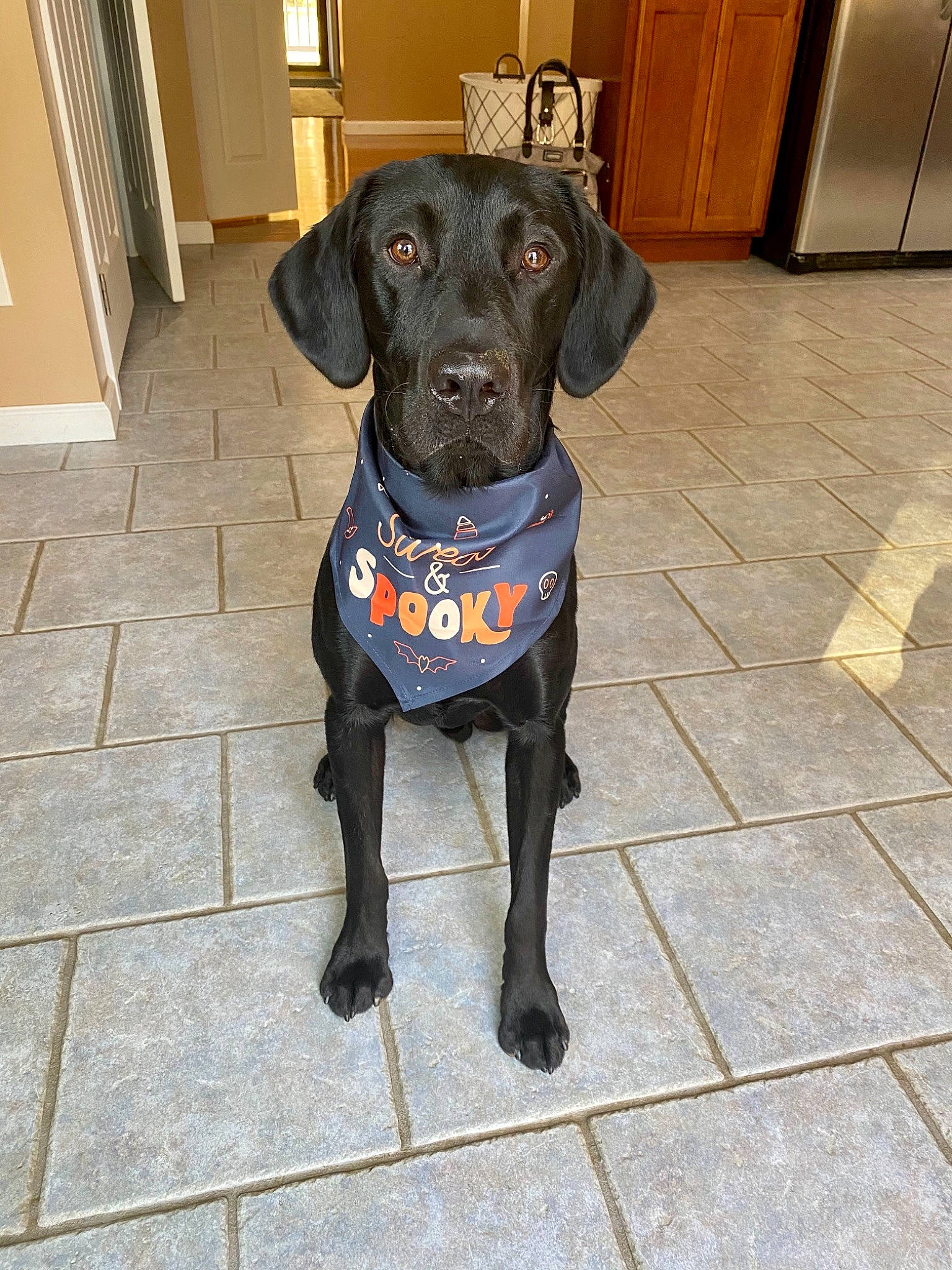 Jaxon joined the competition — help win amazing prizes! canidae, carnivore, collar, companion_dog, dog, dog_breed, dog_collar, dog_supply, door, floor, flooring, fur, mammal, pet_supply, picture_frame, snout, sporting_group, tile, wood_stain, working_animal