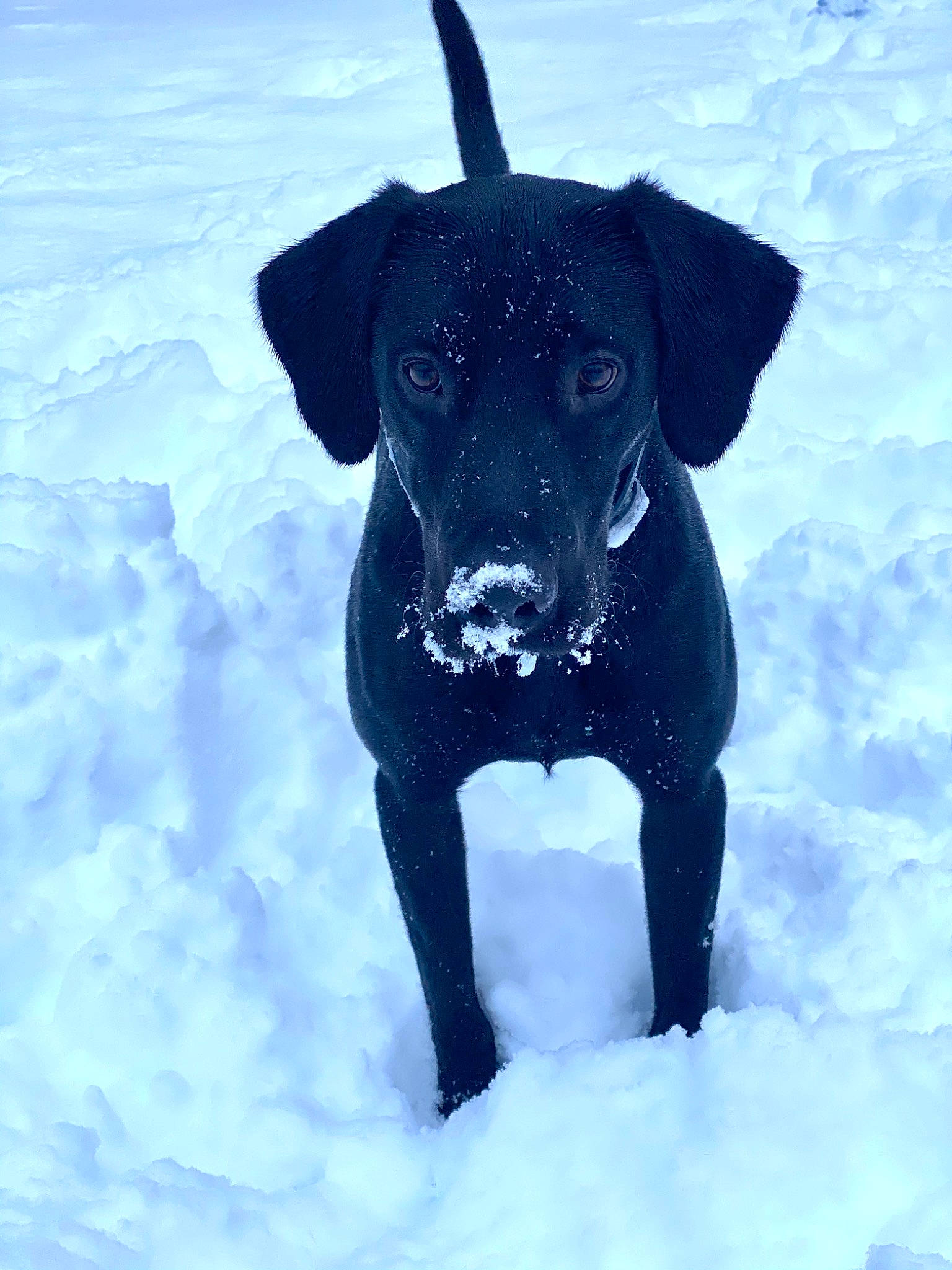 Jaxon joined the competition — help win amazing prizes! canidae, carnivore, collar, companion_dog, dog, dog_breed, dog_collar, dog_supply, freezing, ice, mammal, pet_supply, precipitation, snout, snow, sporting_group, tail, winter, working_animal, working_dog
