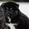 Blake participe au concours pour gagner de l'argent avec cette photo : adorable, animal, black_fur, blue_eyes, canine, closeup, companion, cute, dog, fluffy, fur, mammal, nature, outdoor, pet, portrait, puppy, sitting, white_fur, young_dog