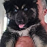 puppy, dog, blue_eyes, tongue_out, fluffy, black_fur, tan_fur, person, hand, indoor, close_up, cute, pet, animal, portrait, holding, face, young_dog, furry, companion