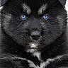 adorable, animal, black_fur, blue_eyes, canine, close_up, cute, dog, face, fluffy, furry, looking, mammal, nose, pet, portrait, puppy, soft, whiskers, young_dog