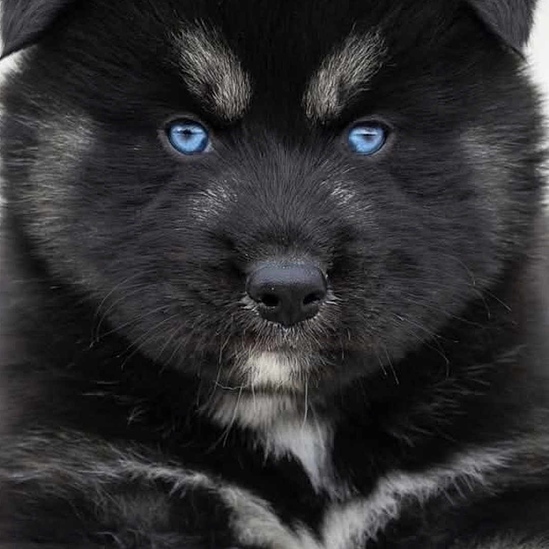 Blake