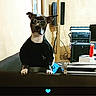 dog, sunglasses, black_shirt, couch, indoors, audio_equipment, relaxed, pet, animal, furniture, cool, casual, household, technology, brown_wall, door, speaker, remote_control, blue_cloth, table