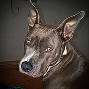 Skunk participe au concours pour gagner de l'argent avec cette photo : dog, pet, animal, indoor, close_up, ears, brown, canine, portrait, flash, floor, looking, expression, domestic_animal, muzzle, fur, alert, house, companion, face