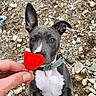 puppy, dog, flower, red_flower, ear_up, ear_down, collar, rocky_ground, outdoor, hand, curious, pet, animal, white_paws, black_paws, short_fur, close_up, looking_up, playful, person