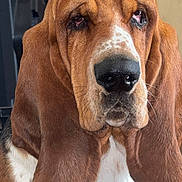 Viktor participe au concours pour gagner de l'argent avec cette photo : basset_hound, dog, pet, indoors, close_up, fur, ears, wrinkles, face, nose, animal, mammal, portrait, brown, white, expression, cute, domestic_animal, looking, sad