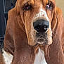 basset_hound, dog, pet, indoors, close_up, fur, ears, wrinkles, face, nose, animal, mammal, portrait, brown, white, expression, cute, domestic_animal, looking, sad