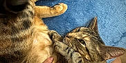 Lily joined the competition — help win amazing prizes! cat, tabby, pet, hand, blue_blanket, fur, relaxed, indoor, closeup, comfort, animal, paw, striped, gentle, touch, friendship, soft, resting, human, cuddle