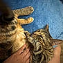 cat, tabby, pet, hand, blue_blanket, fur, relaxed, indoor, closeup, comfort, animal, paw, striped, gentle, touch, friendship, soft, resting, human, cuddle