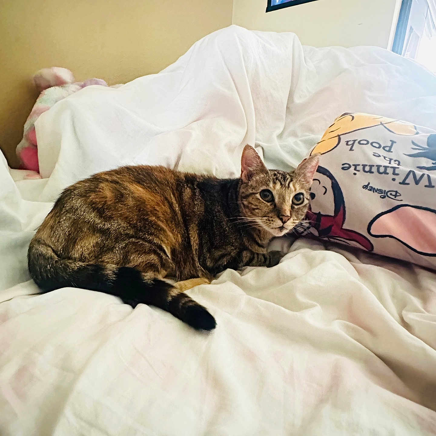 Lily is registered to the contest to win money with this photo: animal, bed, blanket, cat, cozy, domestic_cat, feline, fur, indoor, pet, pillow, relaxing, resting, sleepy, smurfs_poster, soft, striped, tabby_cat, white_bedspread, winnie_the_pooh_pillow