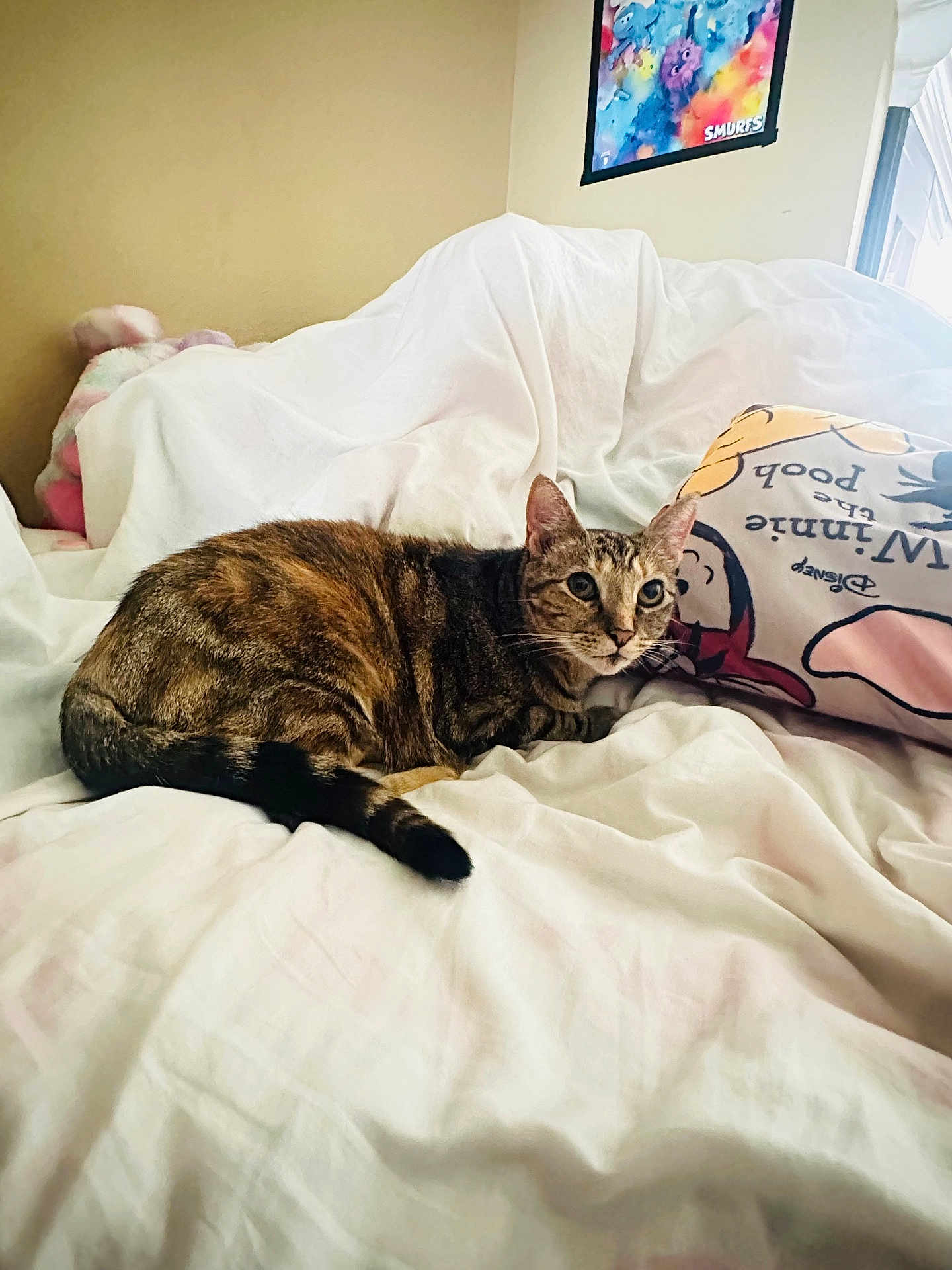 Lily is registered to the contest to win money with this photo: cat, tabby_cat, bed, white_bedspread, pillow, winnie_the_pooh_pillow, smurfs_poster, indoor, cozy, feline, pet, resting, fur, striped, animal, domestic_cat, sleepy, soft, blanket, relaxing