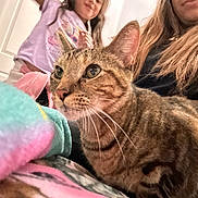Lily is registered to the contest to win money with this photo: cat, tabby_cat, person, child, indoor, long_hair, purple_shirt, blanket, curious, close_up, furniture, home, pet, animal, face, whiskers, fur, soft, cozy, casual
