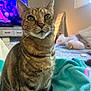 Lily joined the competition — help win amazing prizes! cat, tabby, pet, animal, indoor, blanket, feline, whiskers, bedroom, plush_toy, unicorn, television, curtains, furniture, cozy, cute, domestic_animal, striped, soft, relaxed