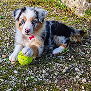 Altesse a rejoint le concours — aidez-le/la à gagner de superbes lots ! puppy, dog, blue_eyes, tennis_ball, playing, outdoor, gravel, moss, stone_wall, fur, cute, animal, pet, young, paw, nature, ground, laying, collar, tri_color
